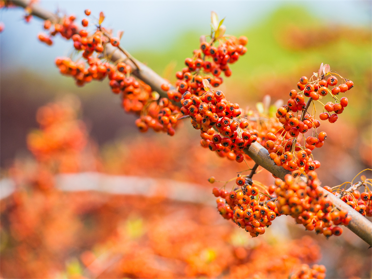 沙棘果